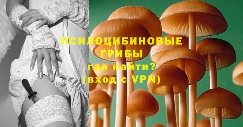 Псилоцибиновые грибы мицелий  Иланский 